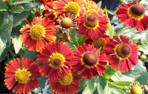 Гелениум (лат. Helenium)